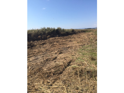Clearing reeds from specific areas - November 2015