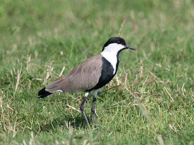 Spur-winged Lapwing © Dave Nye